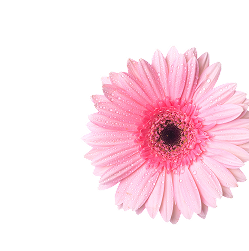 Decoración derecha 2